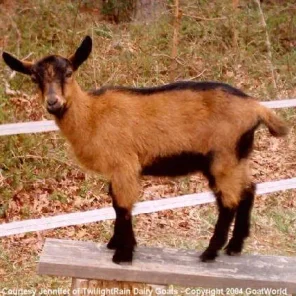 Oberhasli Goat