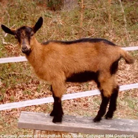 The Oberhasli (also known as the Oberhasli Brienzer) is a dairy breed developed in the mountainous cantons of Bern, Freiburg, Glarus, and Graubunden in Switzerland.
