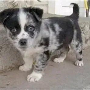 Aussie-Corgi (Augi) (Designer Dog)