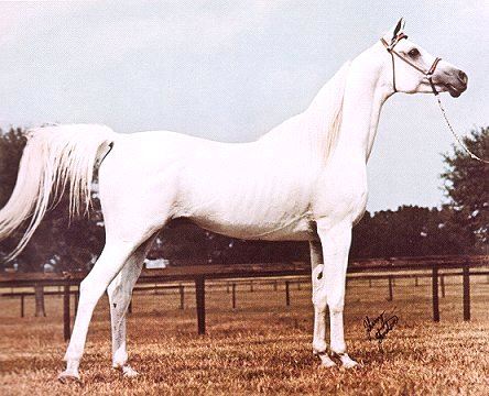 Does anyone know who and what color Khofo’s dam was?