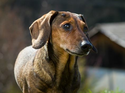 8 Types of Dog Tumors and How to Treat Them Part 1