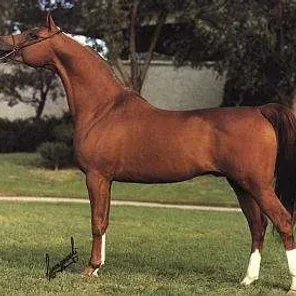 ENRILO
