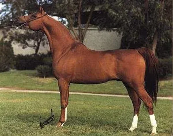 ENRILO