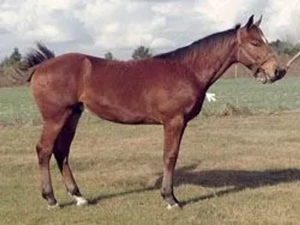 horse conformation #conformation