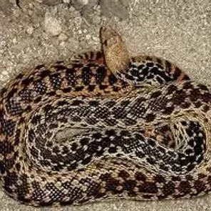 Gopher Snake