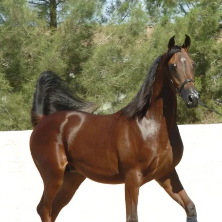 PHALANX BPA
