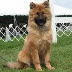 Eurasier