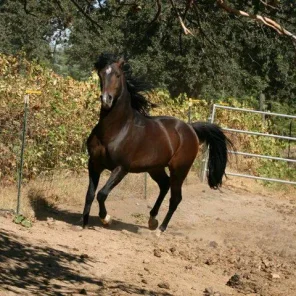 A Sentry