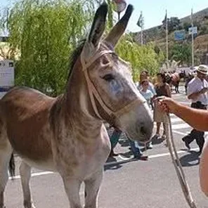 Andalusian (Andaluz / Cordovan)