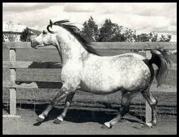 Podarge