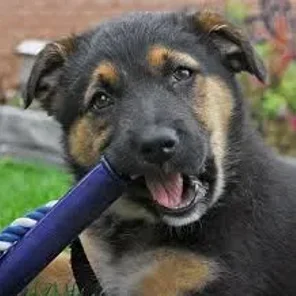 German Australian Shepherd (Designer Dog)