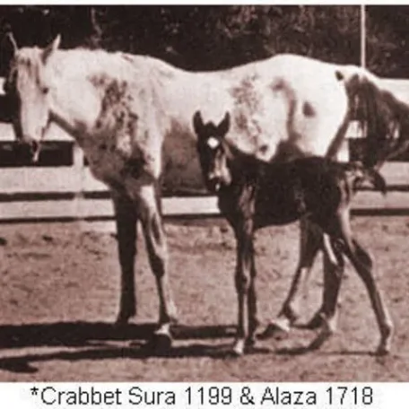 CRABBET SURA