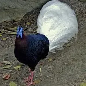 Bulwer's Pheasant
