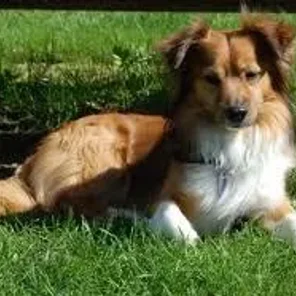 Pembroke Sheltie (Designer Dog)