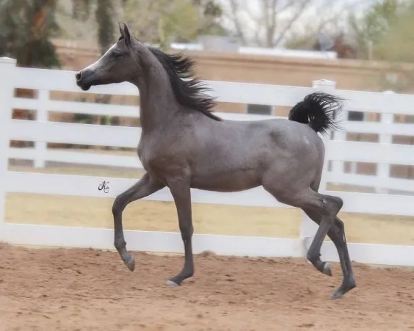 Royal Arabians