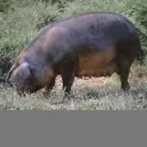 Mora Romagnola