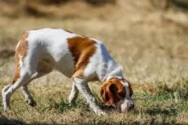 Tracking, obedience, rally, agility