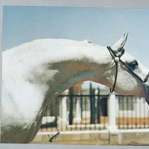 Silver Sprite