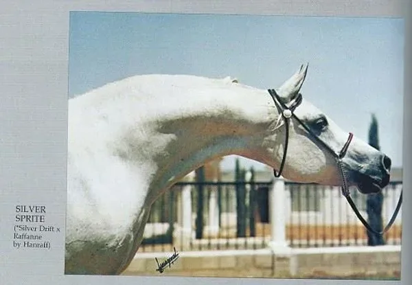 Silver Sprite