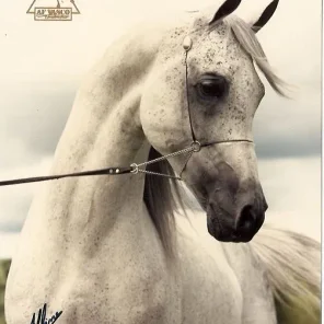 AF Vasco