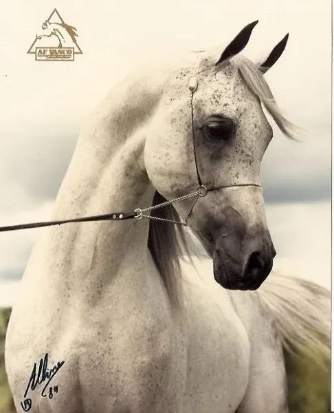 AF Vasco