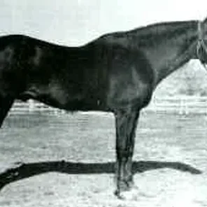 Old Sorrel