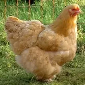 Buff Cochin