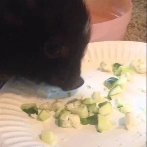 Micro Mini Pig Food: What Do You Feed a Teacup Pig?