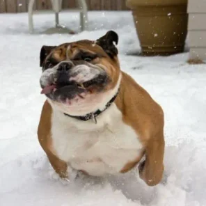 Animals in Winter We Domesticate