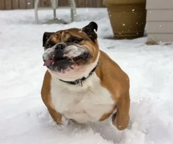 More Snowy Pets of Members