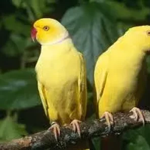 Alexandrine Parakeet