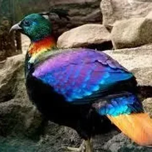 Cheer Pheasant
