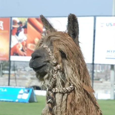 Alpaca Fiesta 2014