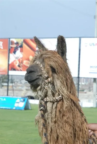 Asociación Internacional de la Alpaca