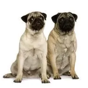 Pugese (Designer Dog)