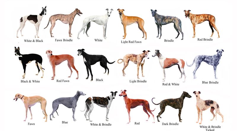 The Italian Greyhound