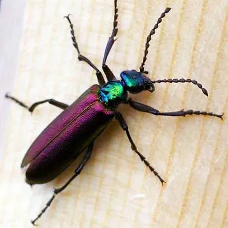 Blister Beetles in many colors and shapes!