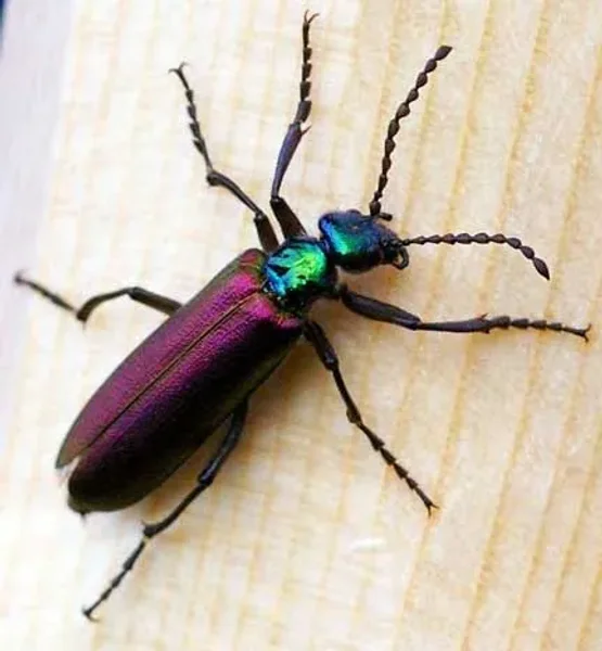 Blister Beetles in many colors and shapes!