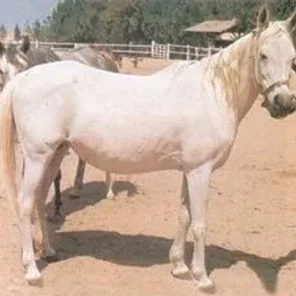 DAHMA II