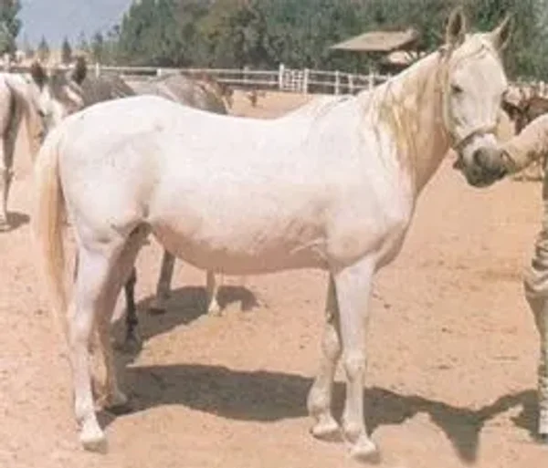 DAHMA II