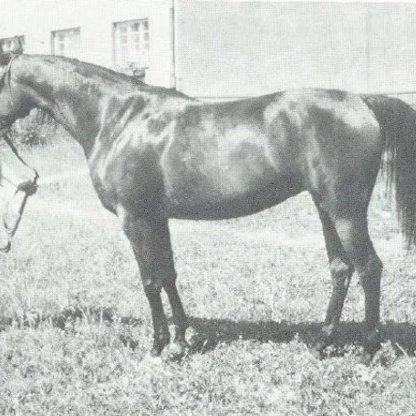 ELIZA (Pietuszok x Ellora by Witraz) ~ dam of Elimar, grand-dam of MHR Nobility