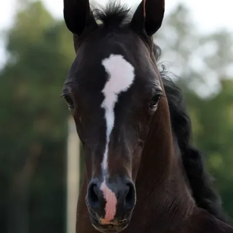 Luxemere Jizette at one month old