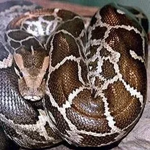 Python