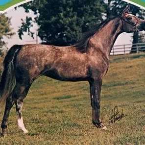 Star Of Seville