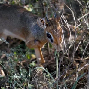 9 Fun Facts About the Dik-Dik