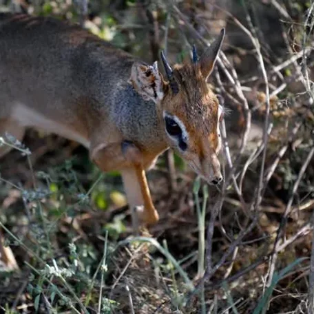 Dik-Dik - a most unusual little deer that's actually an antelope