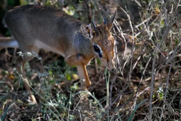 Dik-Dik - a most unusual little deer that's actually an antelope