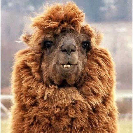 Alpaca History
