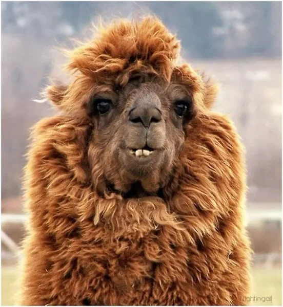 Alpaca History
