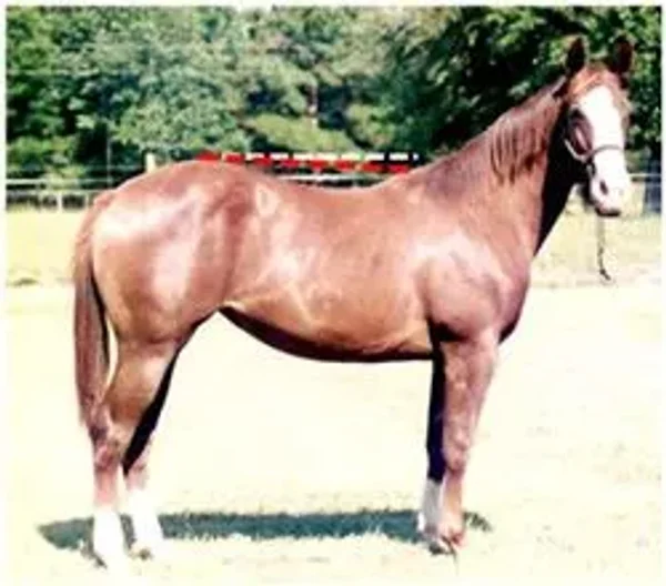 horse conformation #conformation